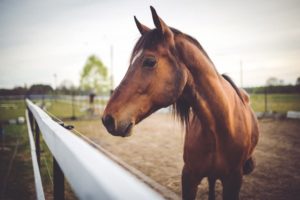 Few horse paddocks has sufficient grass