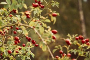 Ecological rosehip for horses