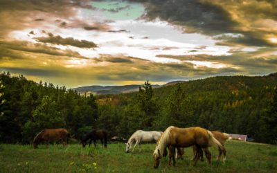 Fodertillskott till häst – Behövs det?