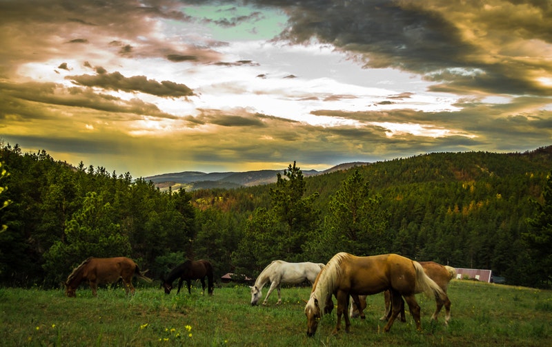 Feed Supplements for Horses – Are those Necessary?